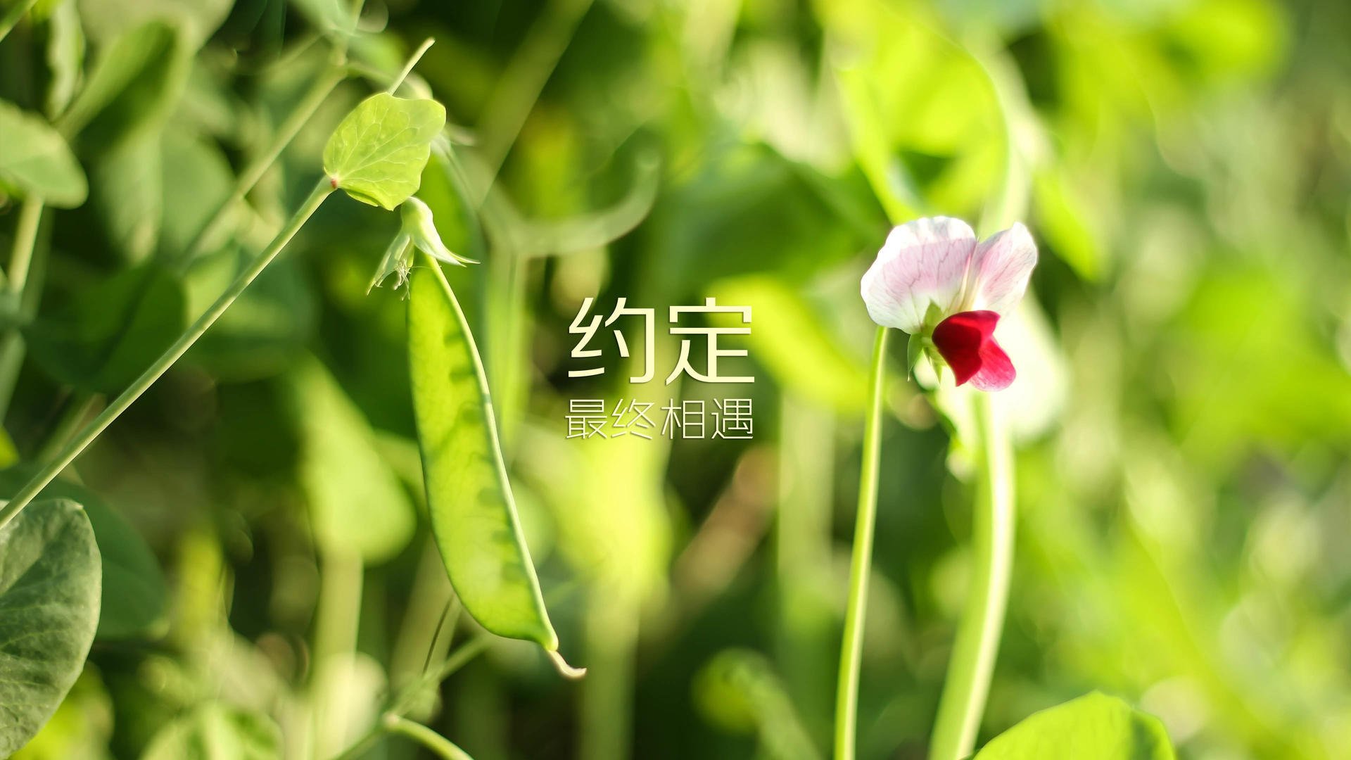 今年联盟三分命中率最高的队伍，表现值得期待！，联盟现役三分命中率