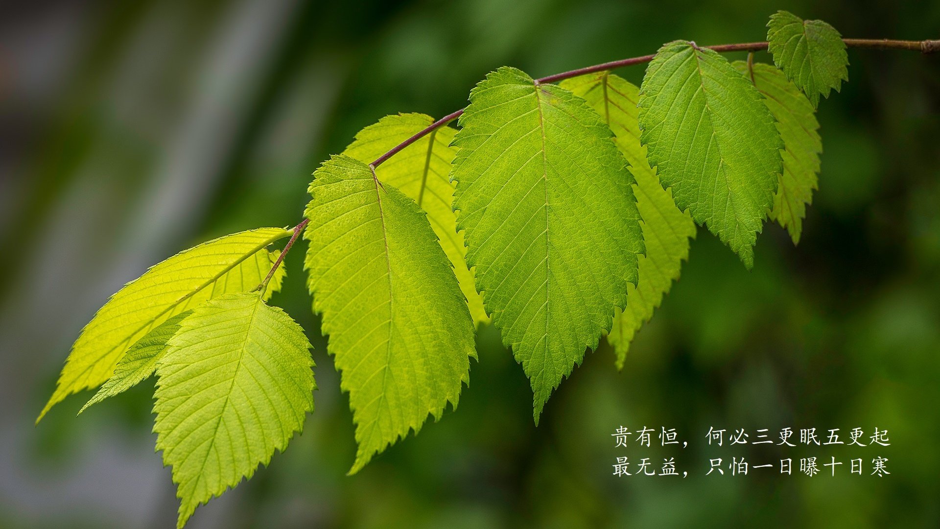 Jiu You-接力战术灵活多变，团队配合紧密，参与团队接力