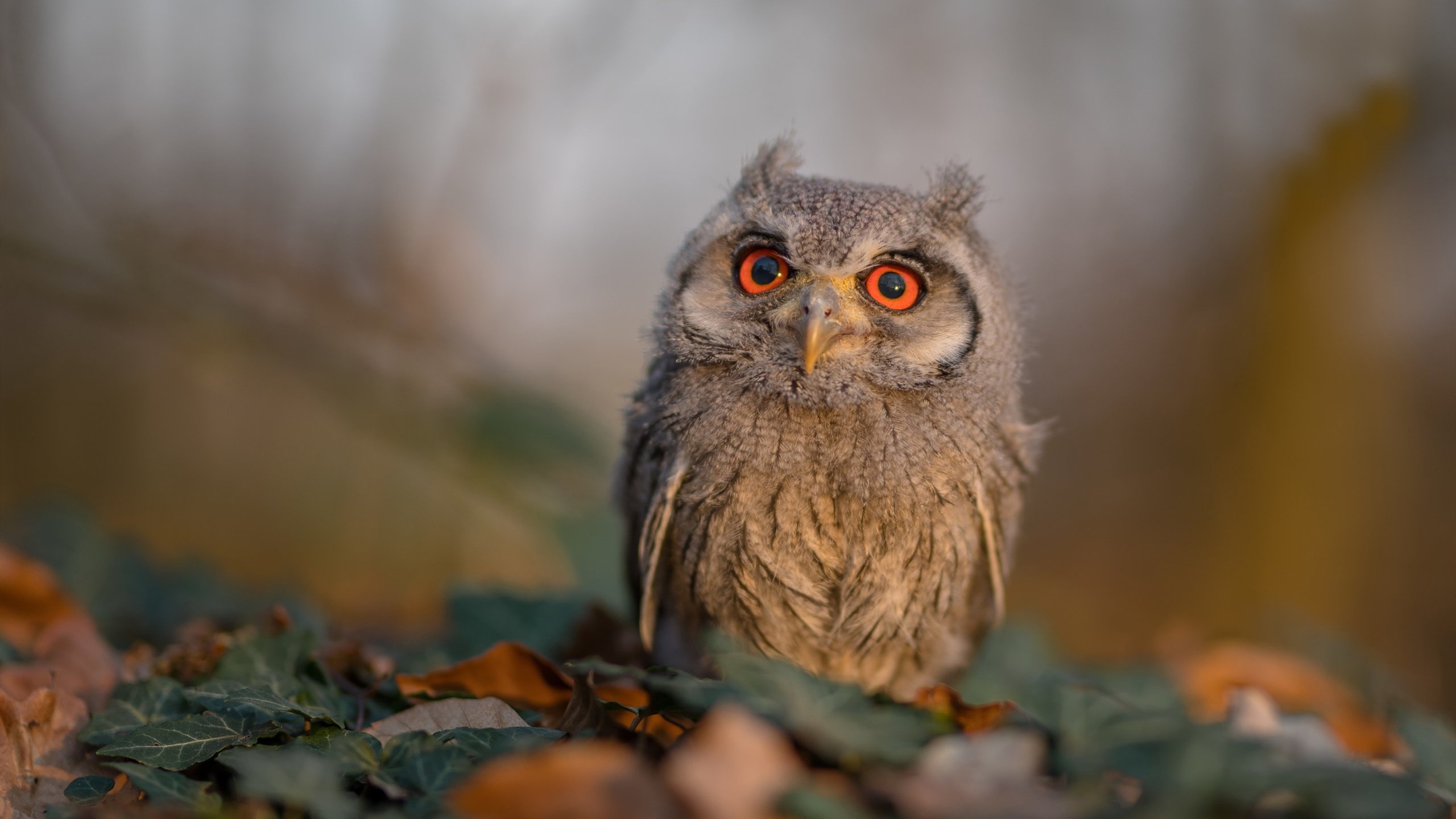 朱婷现身大学讲座鼓励热爱体育，朱婷接受采访视频2020