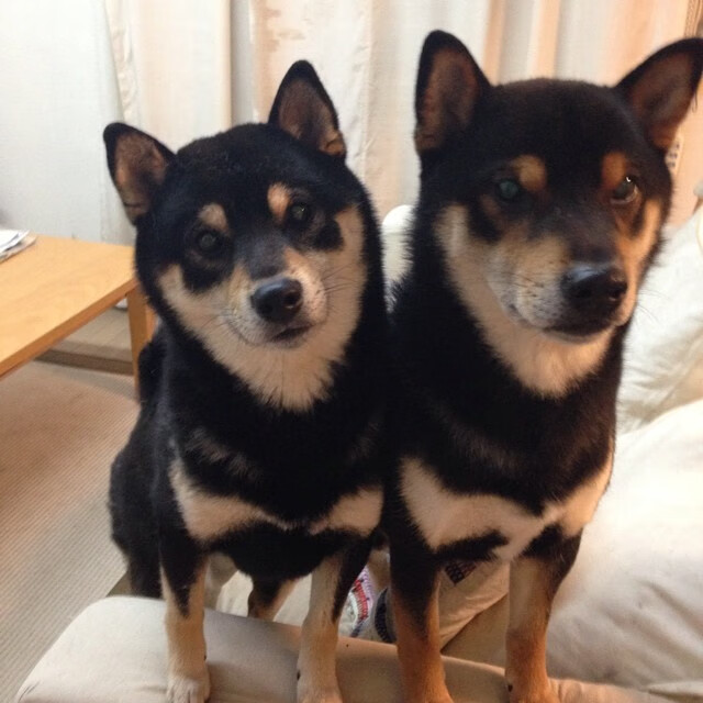 朱婷现身大学讲座鼓励热爱体育，朱婷接受采访视频2020