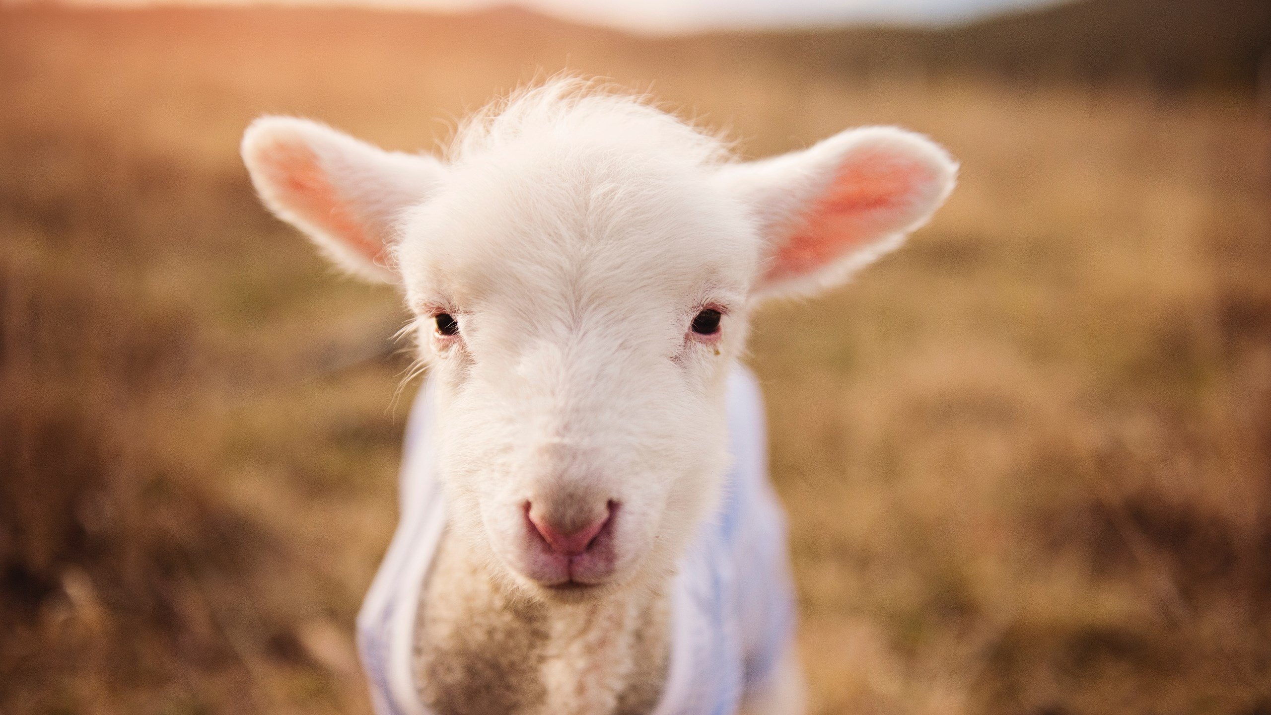 温斯坦展现冠军气质 决赛发挥均衡，温斯坦强度指标