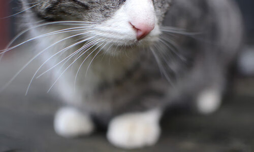 西甲球场最美的瞬间：高空吊射入网