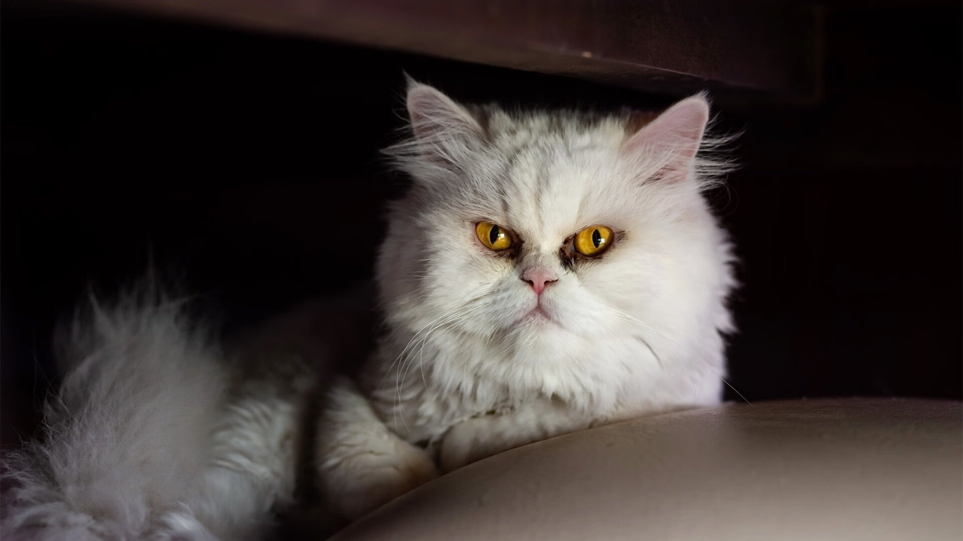 青少年篮球项目试点虚拟实训平台进行技能预演，青少年篮球培训内容有哪些